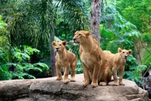 bali zoo lions