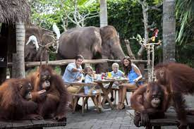 breakfast with orang utan