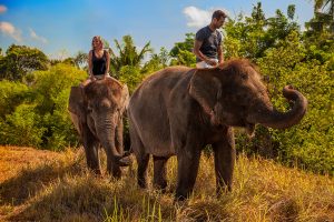 elephant expedition