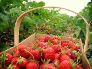 Kebun strawberry bedugul