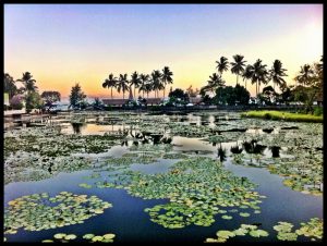 Lotus Lagoon
