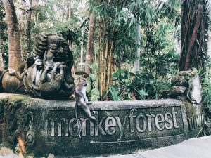 scared monkey forest ubud